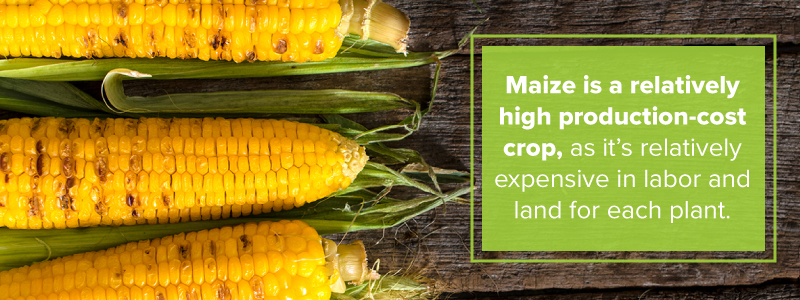 maize-crops