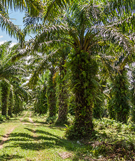 Bio-Based Trees