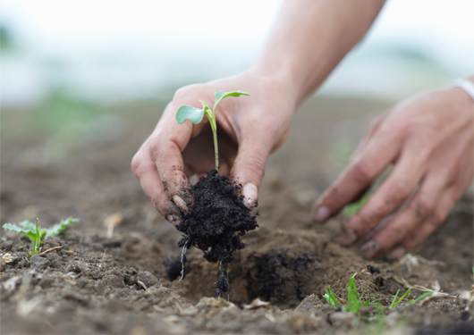 Planting in the dirt.