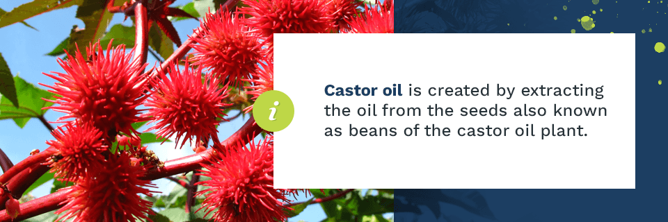 Castor oil is created by extracting the oil from the seeds