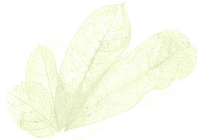 leaf image