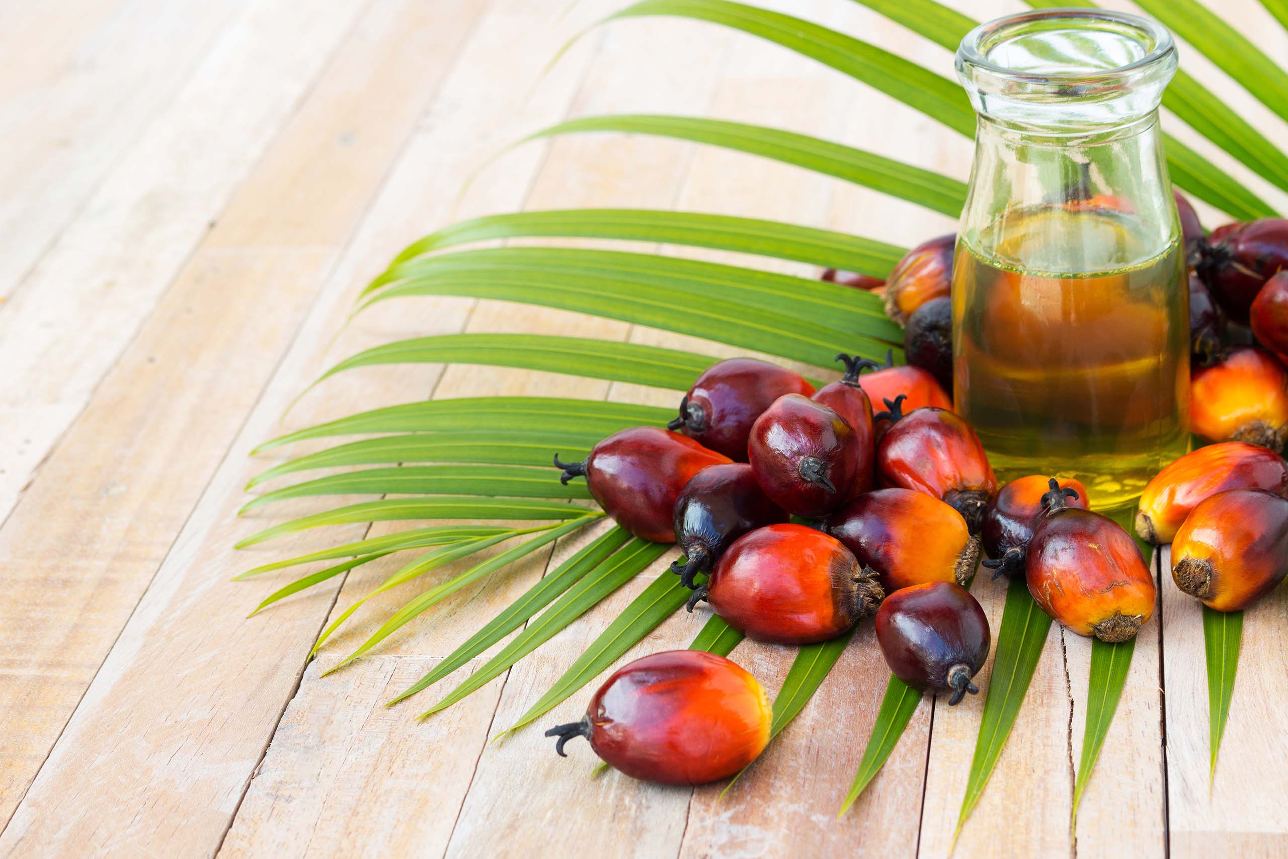 Oleochemical ingredient fruit of palm oil surrounding palm oil in container on a green leaf plant