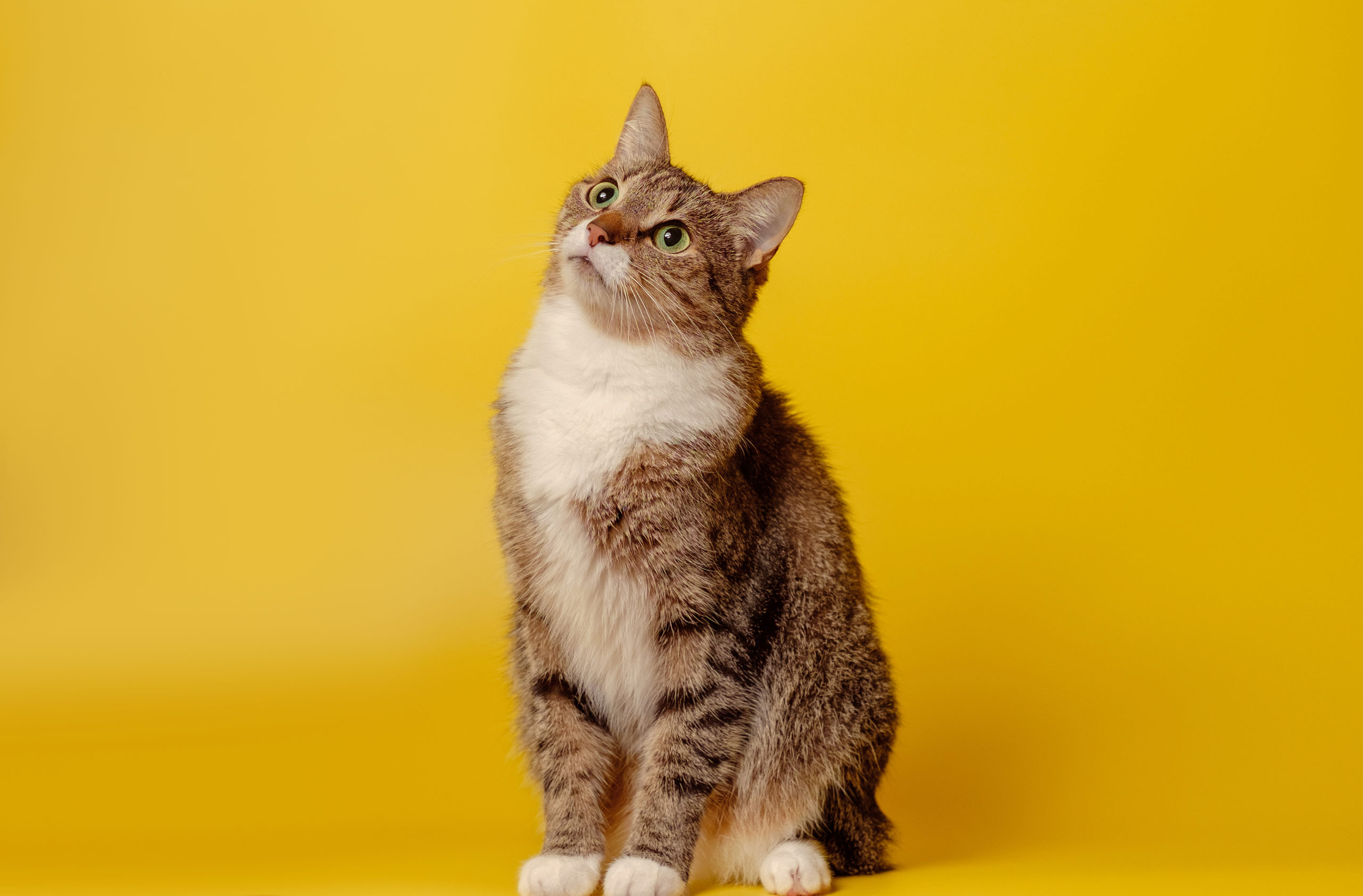 Brown and white cat looking up against solid yellow background